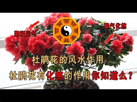 杜鵑 風水|【家裡種杜鵑】家裡種杜鵑，風水禁忌超重要！擺對旺家運，擺錯。